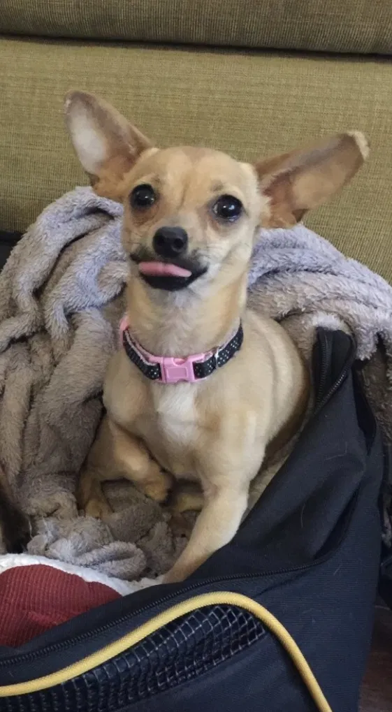 Lost dog in New Braunfels, TX, 78132