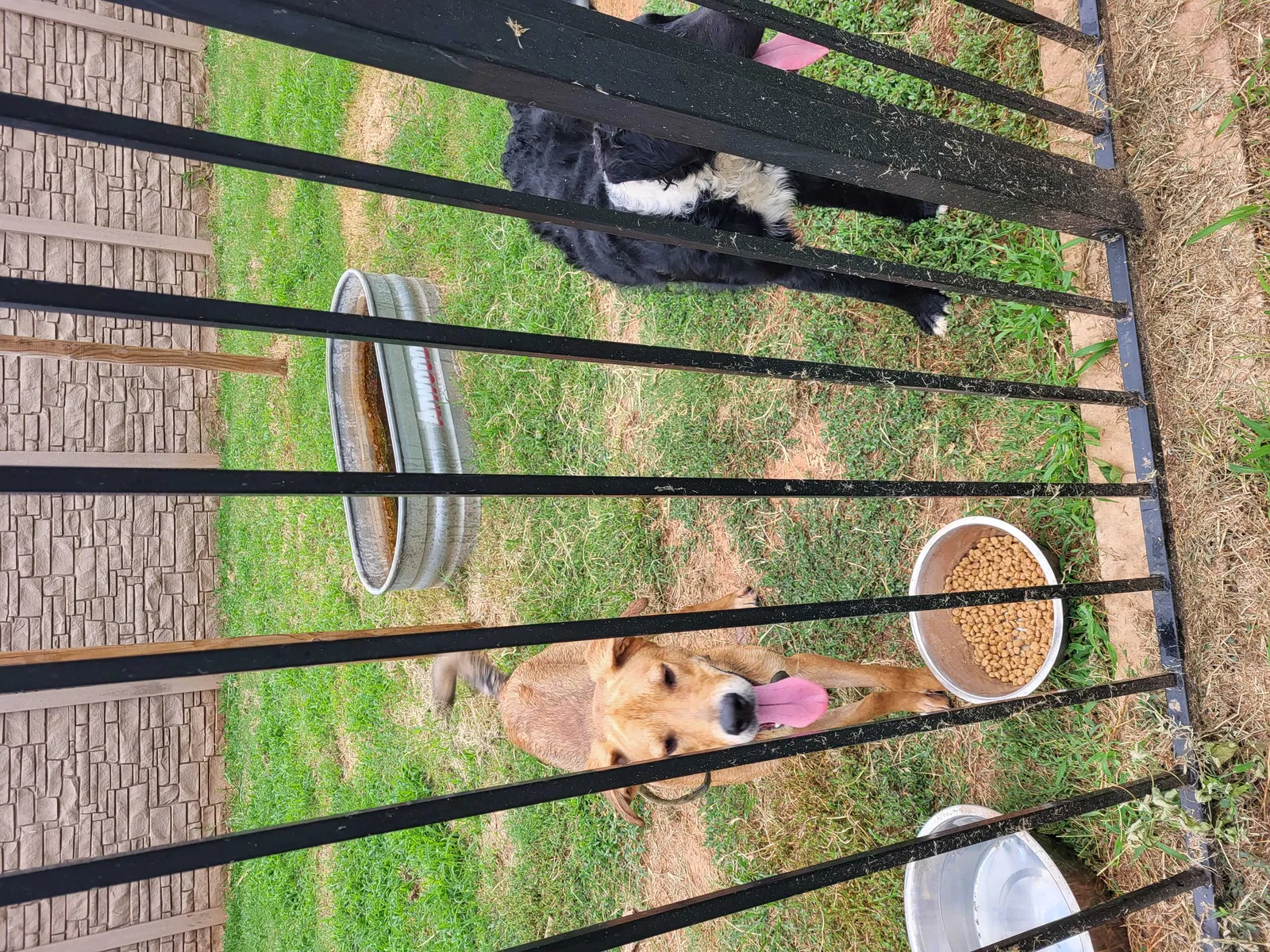 Found dog in Stillwater, OK, 74075