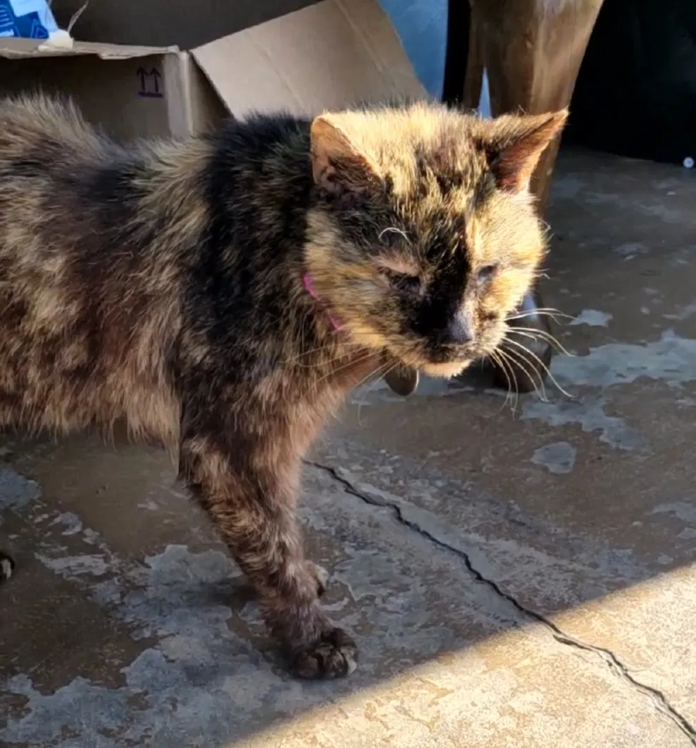 Lost cat in West Grove, PA, 19390