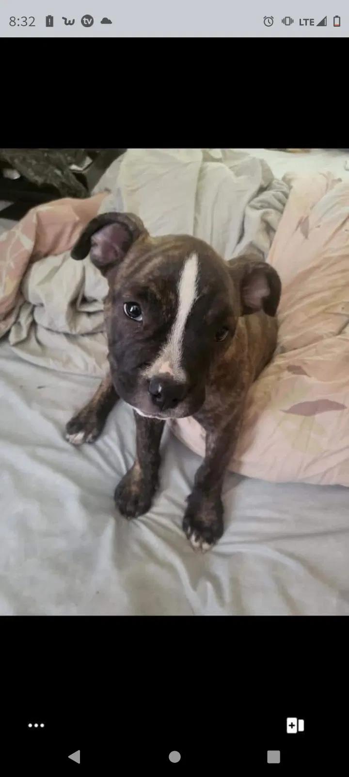 Lost dog in Louisville, KY, 40215