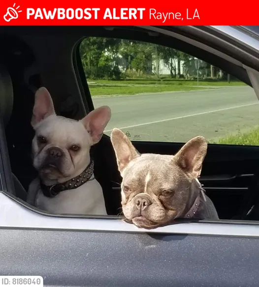 Lost dog in Rayne, LA, 70578