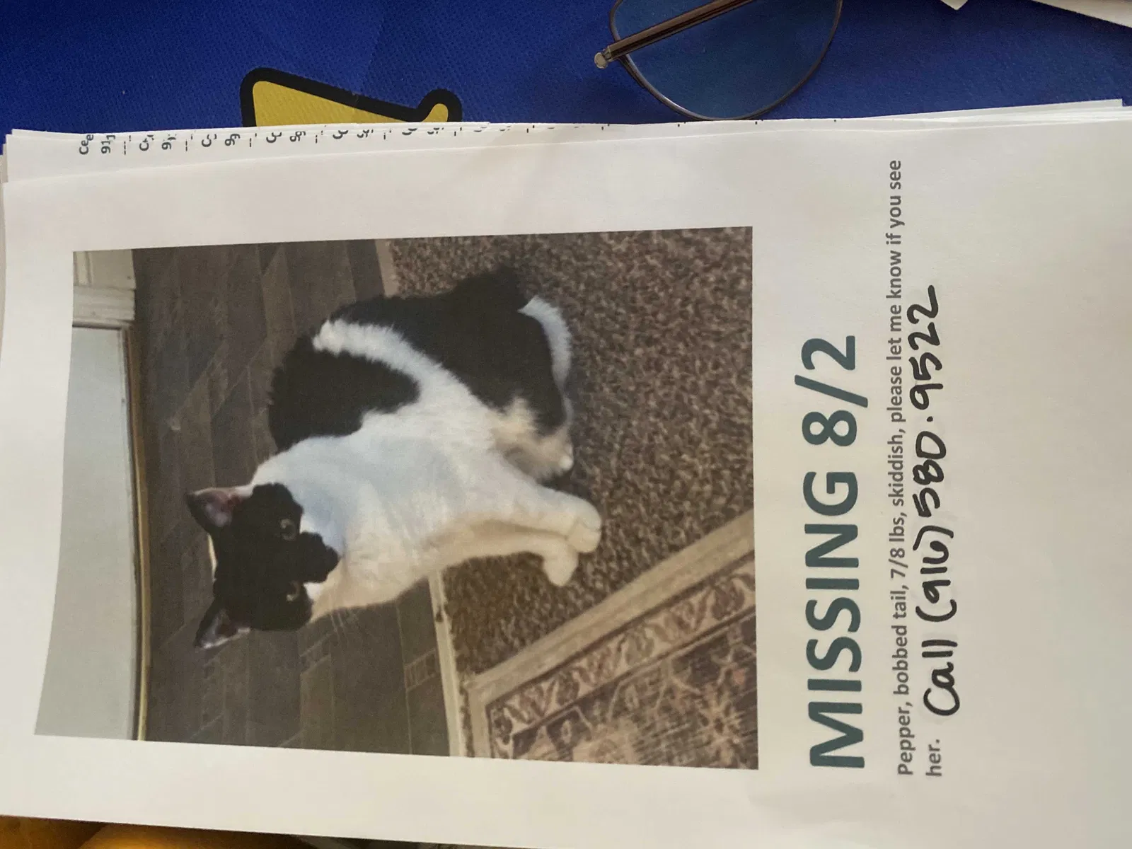 Lost cat in Roseville, CA, 95678
