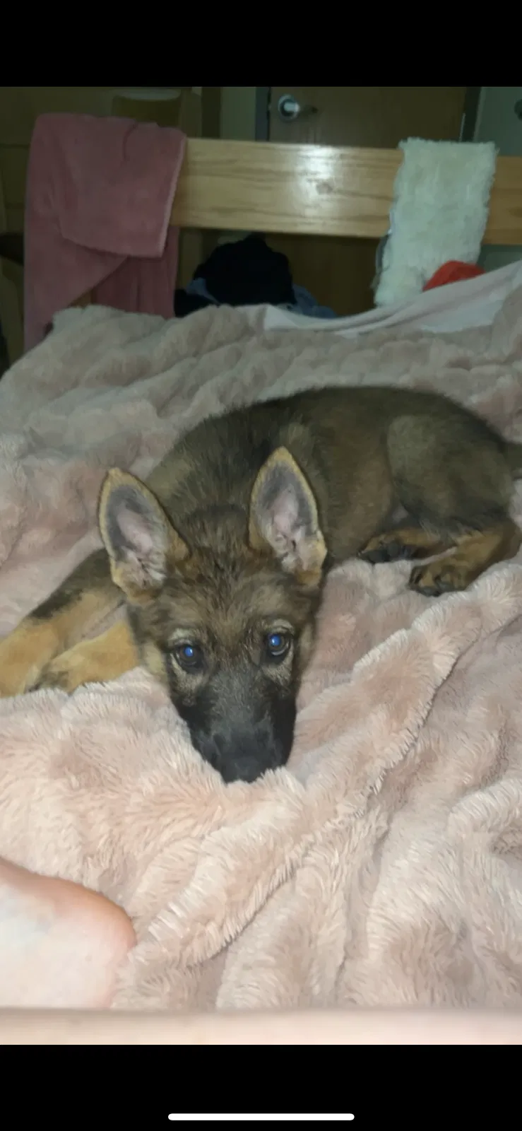 Lost dog in Fort Bragg, NC, 28310