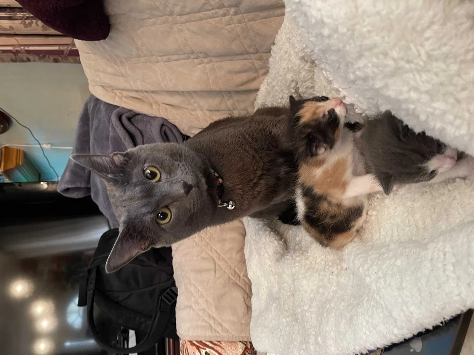 Lost cat in San Diego, CA, 92104