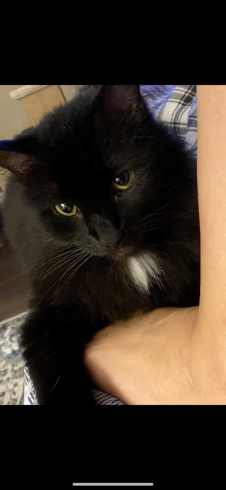 Lost cat in Palm Harbor, FL, 34684