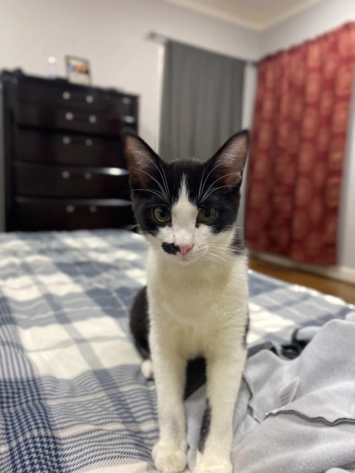 Lost cat in Birmingham, AL, 35244