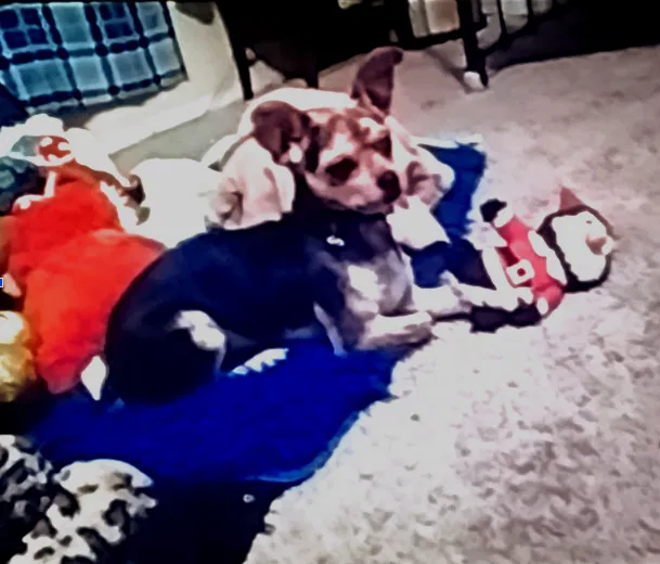 Lost dog in Springfield, MO, 65802