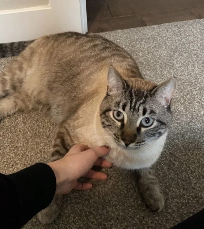 Lost cat in Roseville, CA, 95747