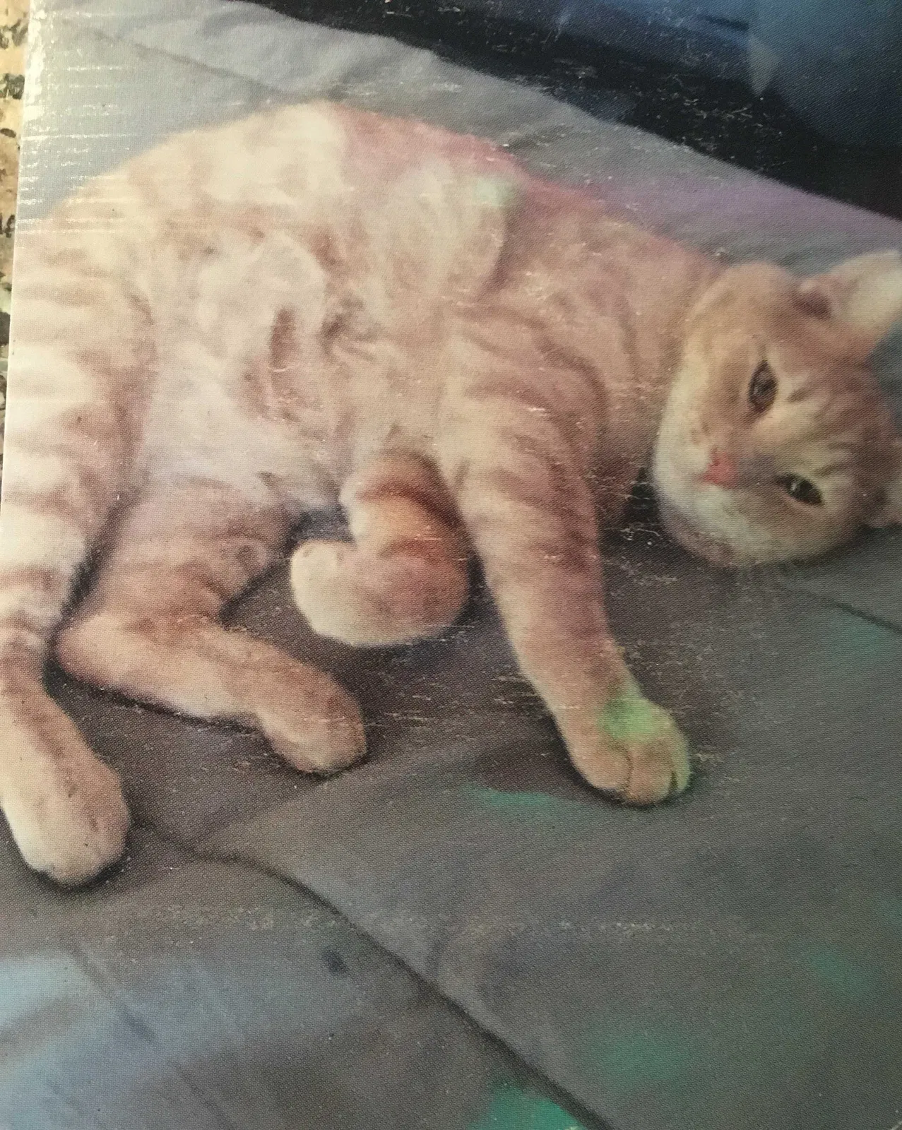 Lost cat in Sacramento, CA, 95838