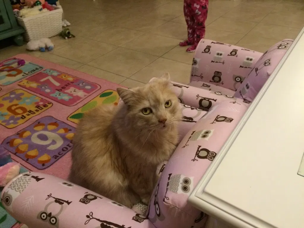 Lost cat in Port Saint Lucie, FL, 34987