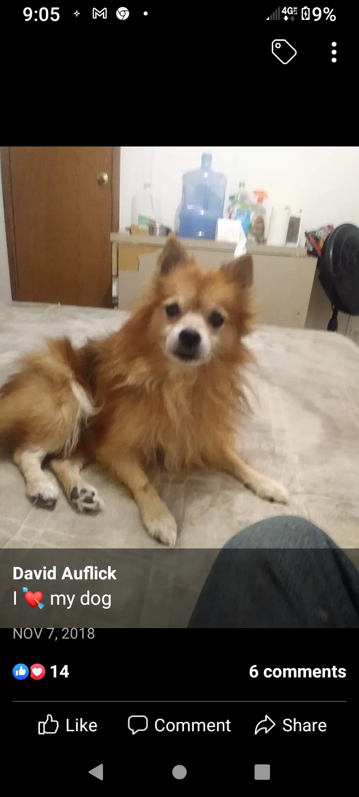 Lost dog in Austin, TX, 78734