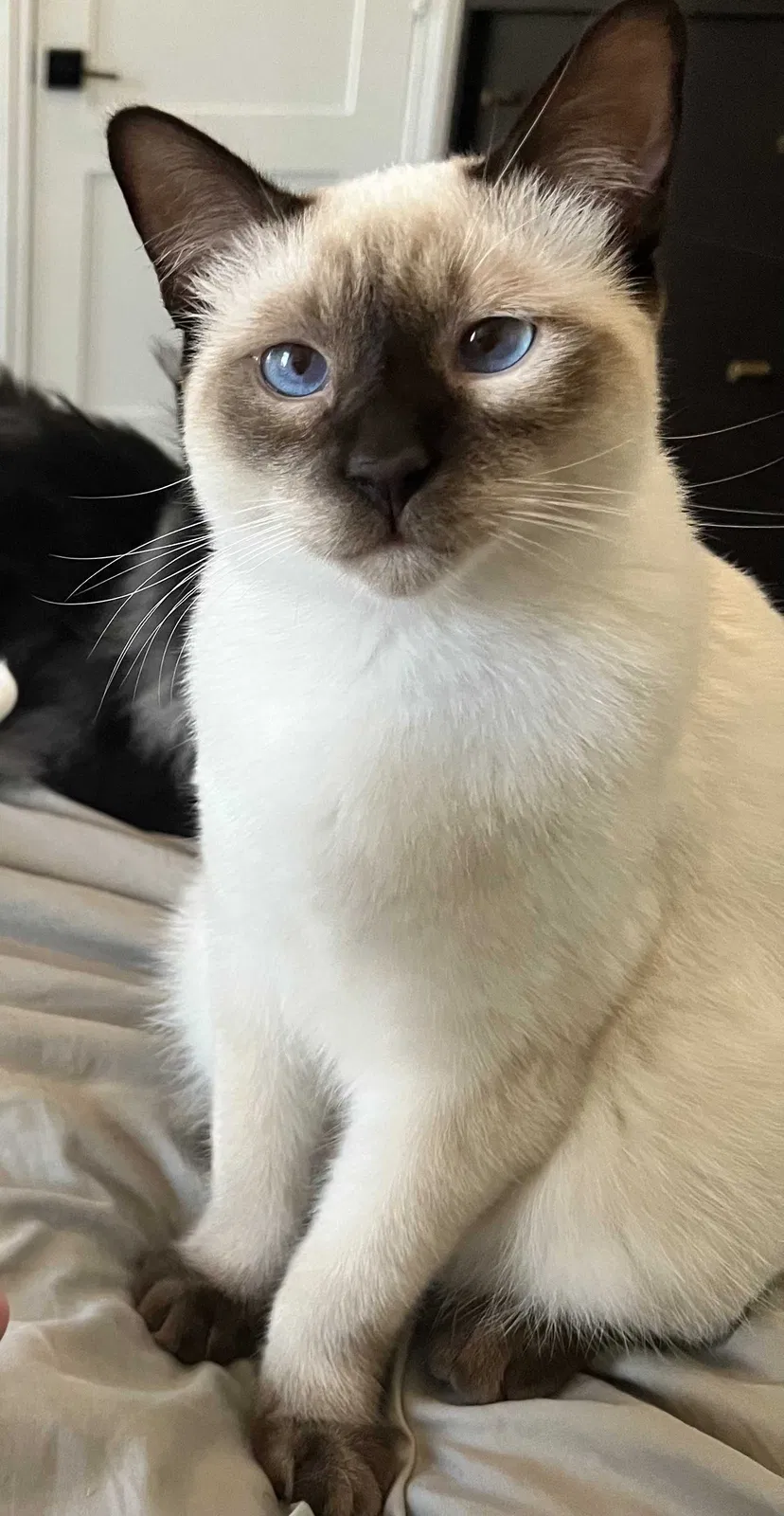 Lost cat in Humble, TX, 77346