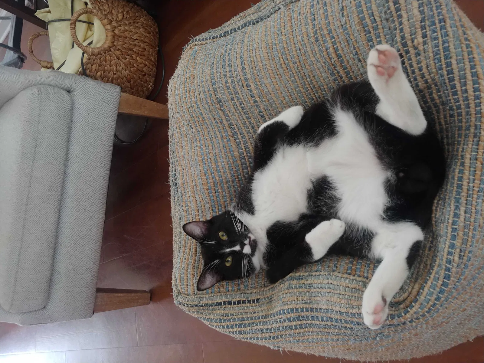 Lost cat in Green Cove Springs, FL, 32043