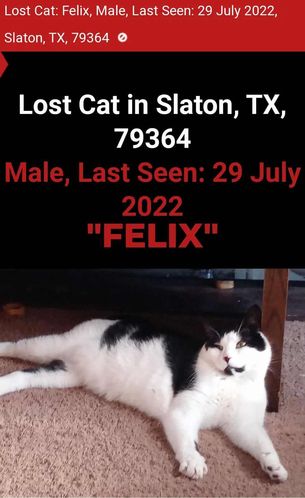 Lost cat in Slaton, TX, 79364