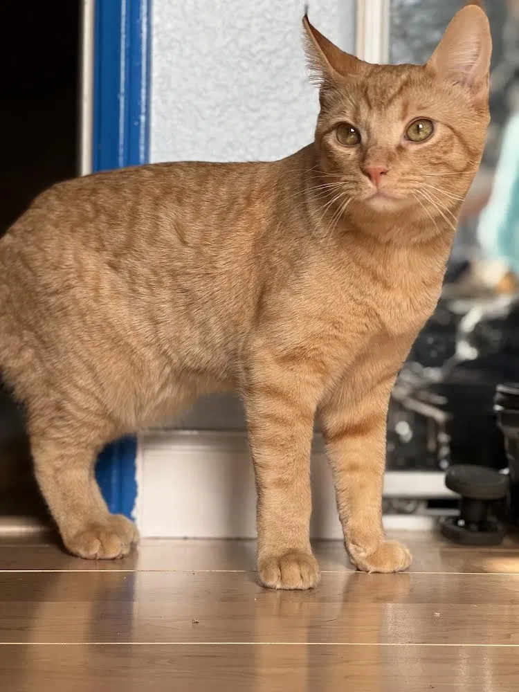 Lost cat in San Diego, CA, 92127