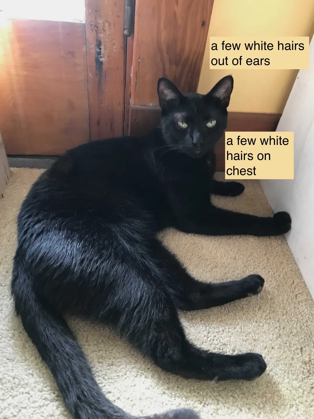 Lost cat in New Orleans, LA, 70125