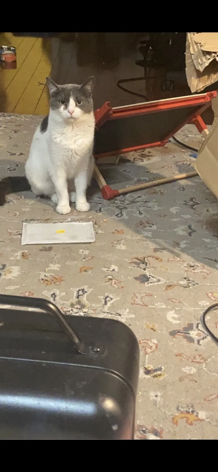 Lost cat in Brooklyn, NY, 11234