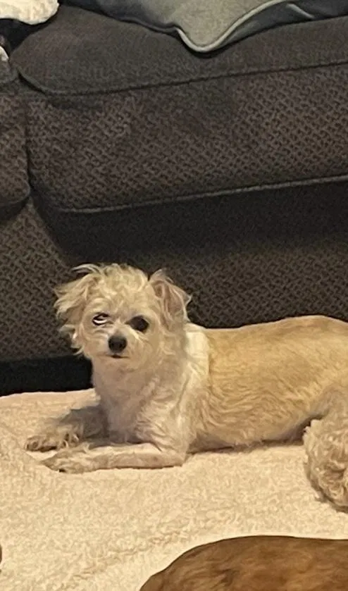 Lost dog in Spring, TX, 77373