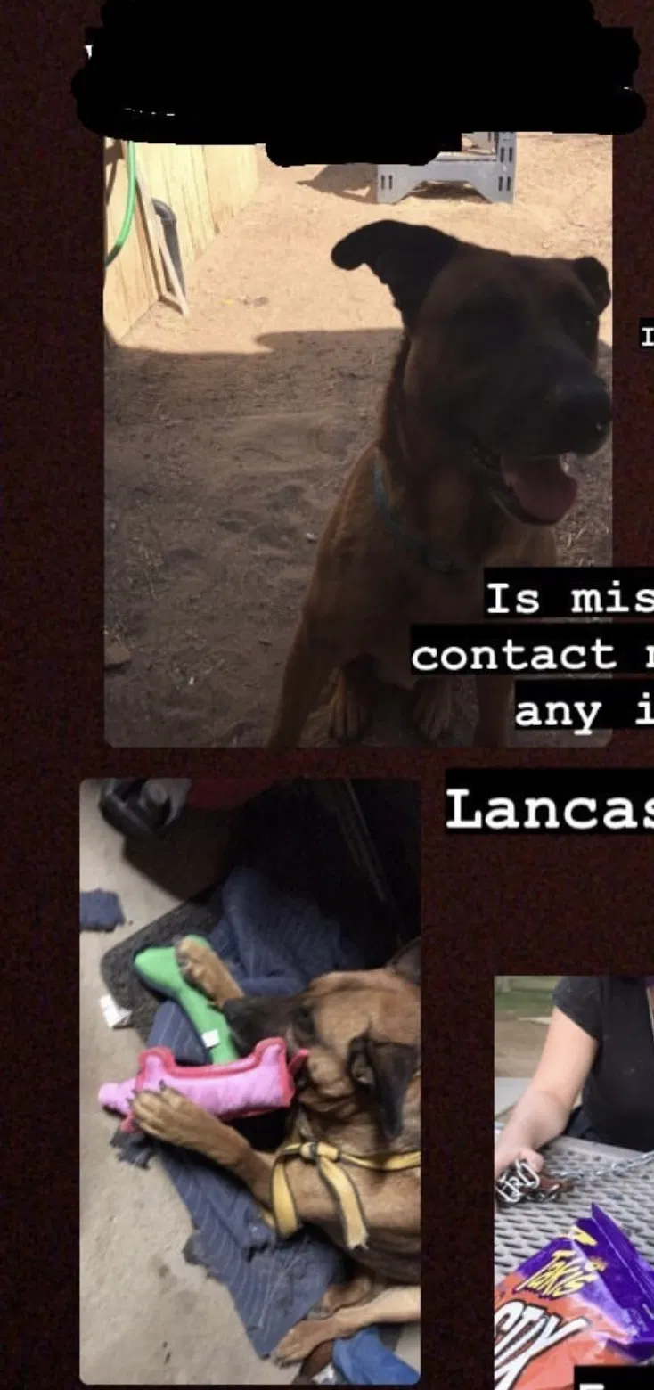 Lost dog in Lancaster, CA, 93535