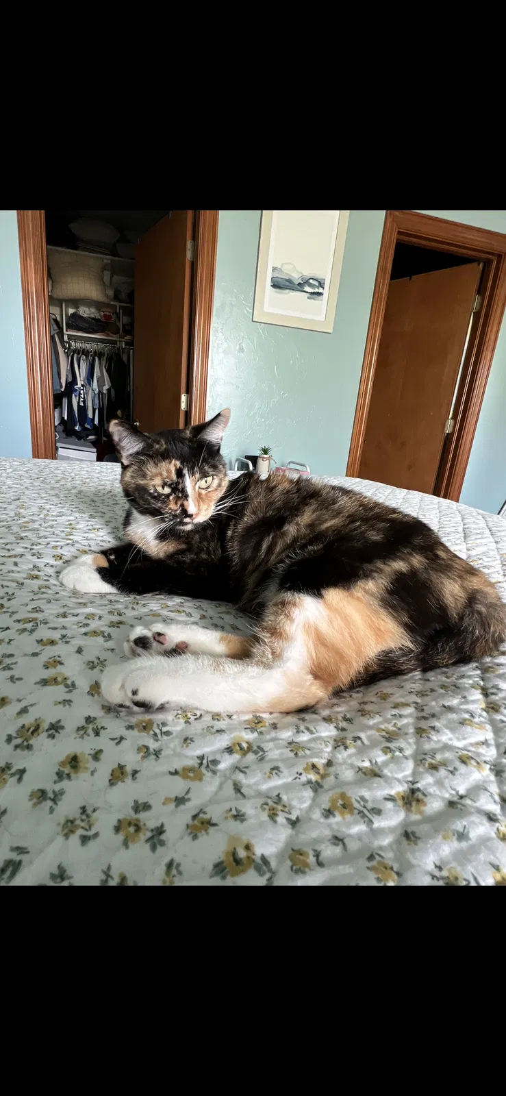 Lost cat in Oklahoma City, OK, 73132
