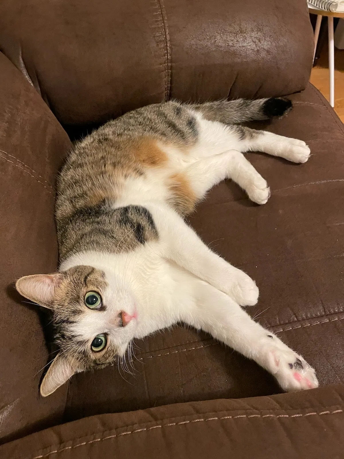 Lost cat in Palos Heights, IL, 60463