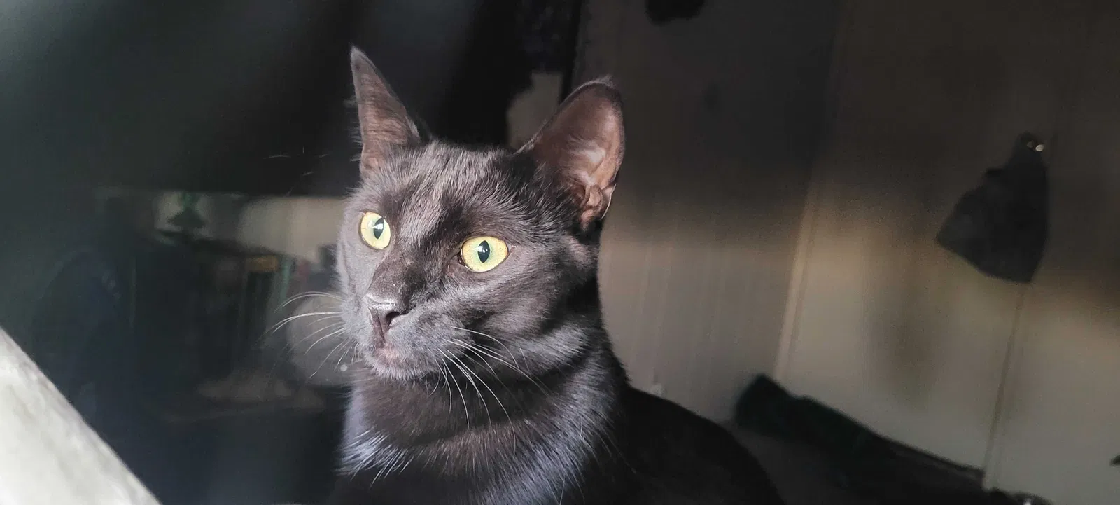 Lost cat in Lakeside, CA, 92040