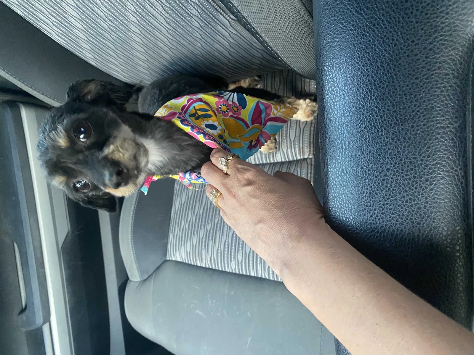 Missing Dog