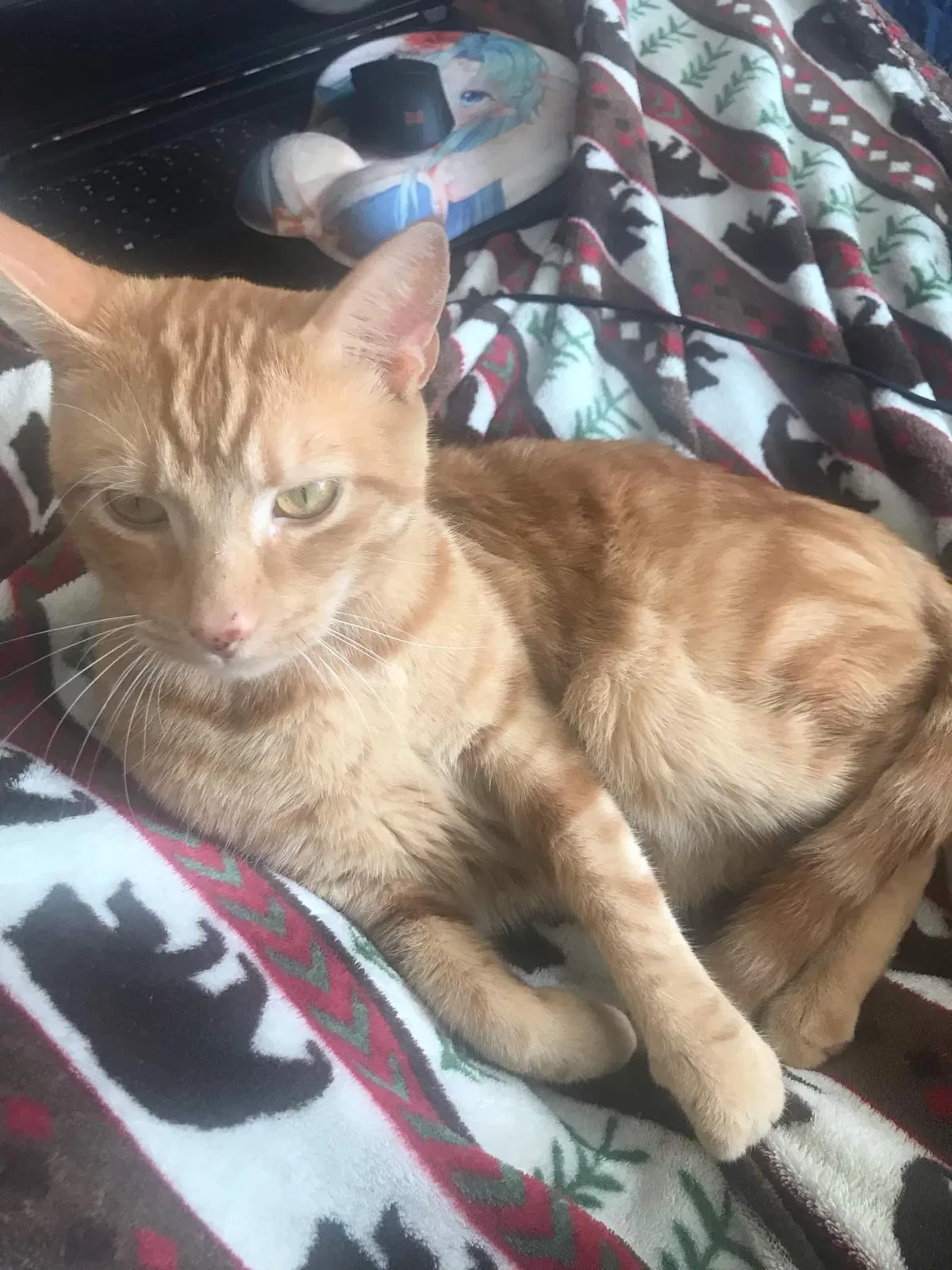 Lost cat in Columbus, OH, 43223