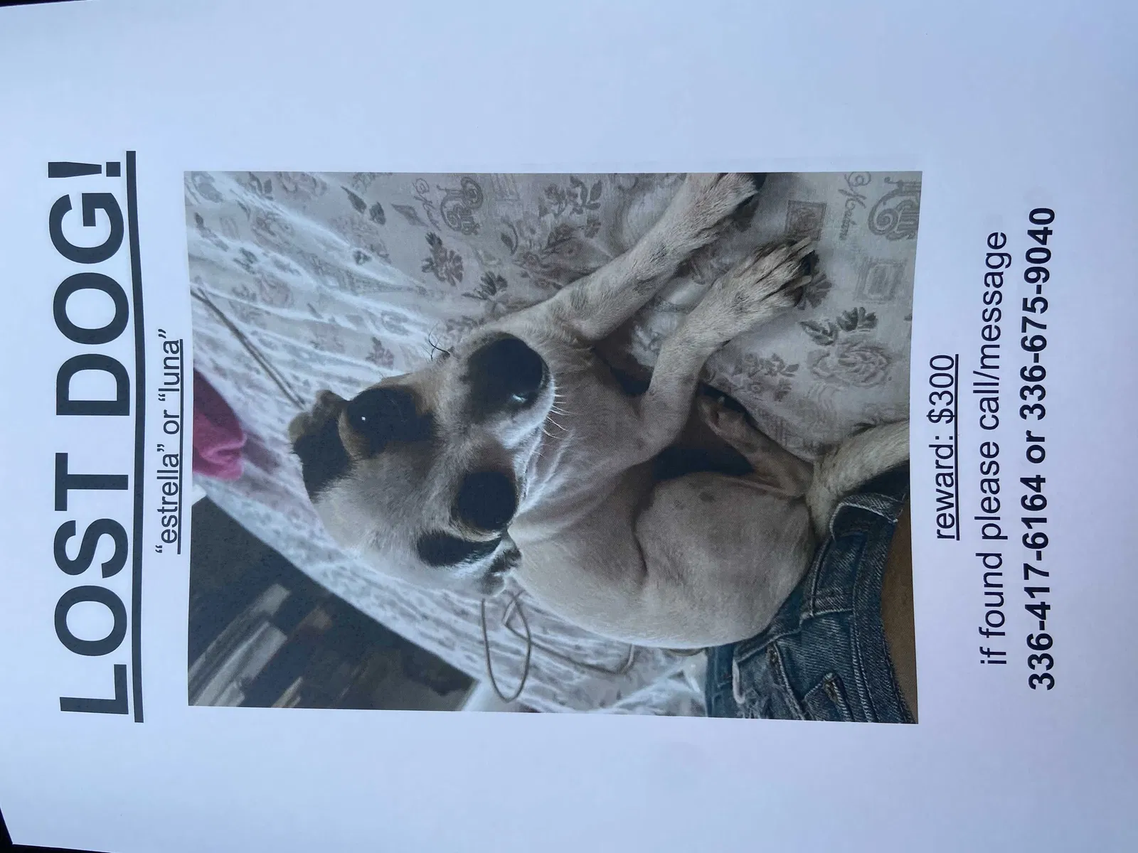 Lost dog in Burlington, NC, 27215