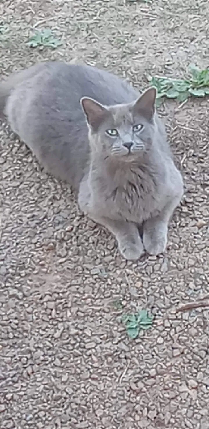 Lost cat in North Wilkesboro, NC, 28659