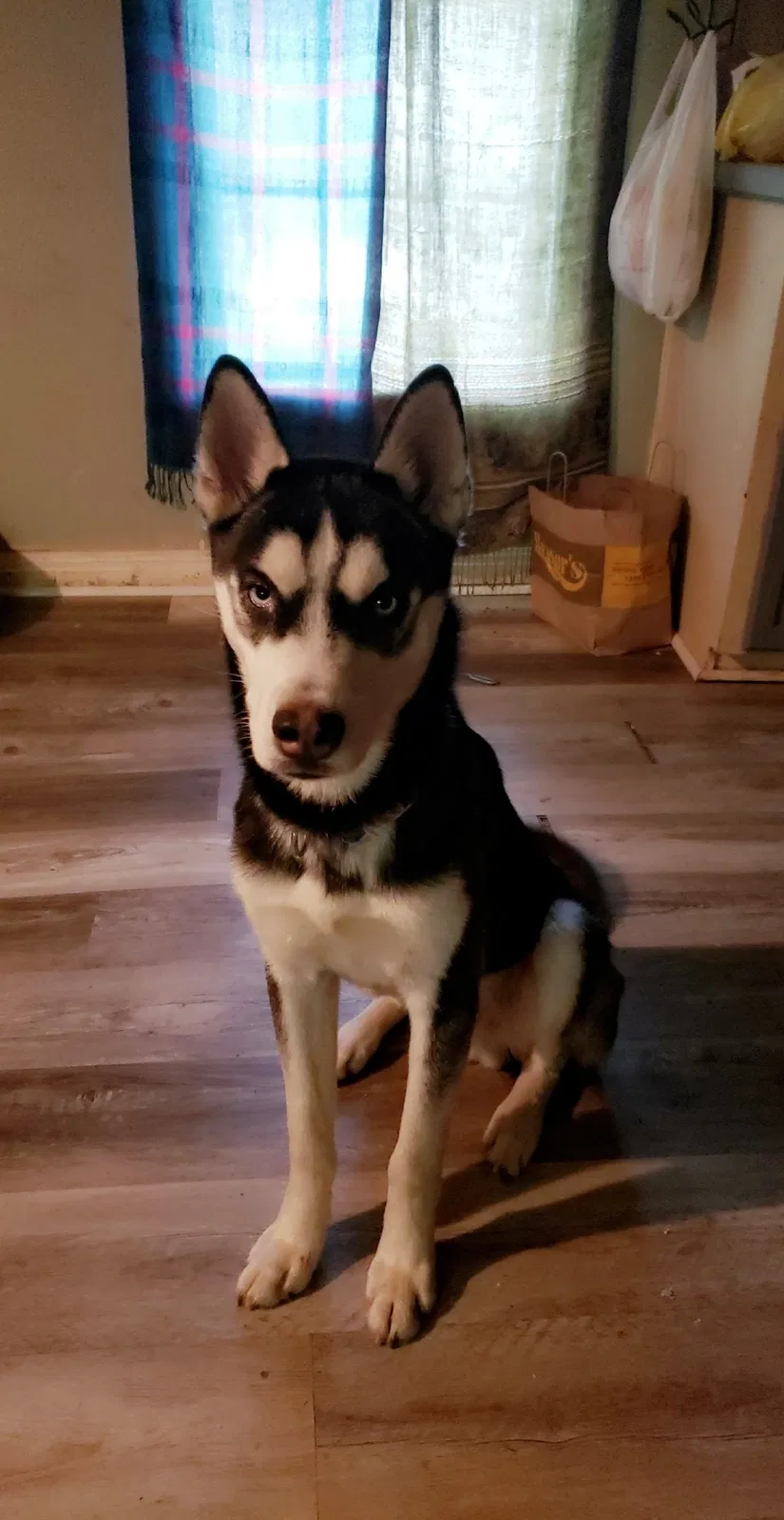 Lost dog in Spavinaw, OK, 74366
