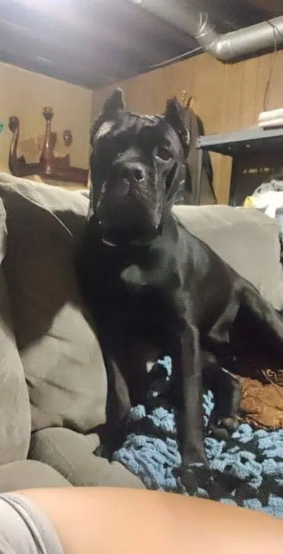 Lost dog in Powell, OH, 43065