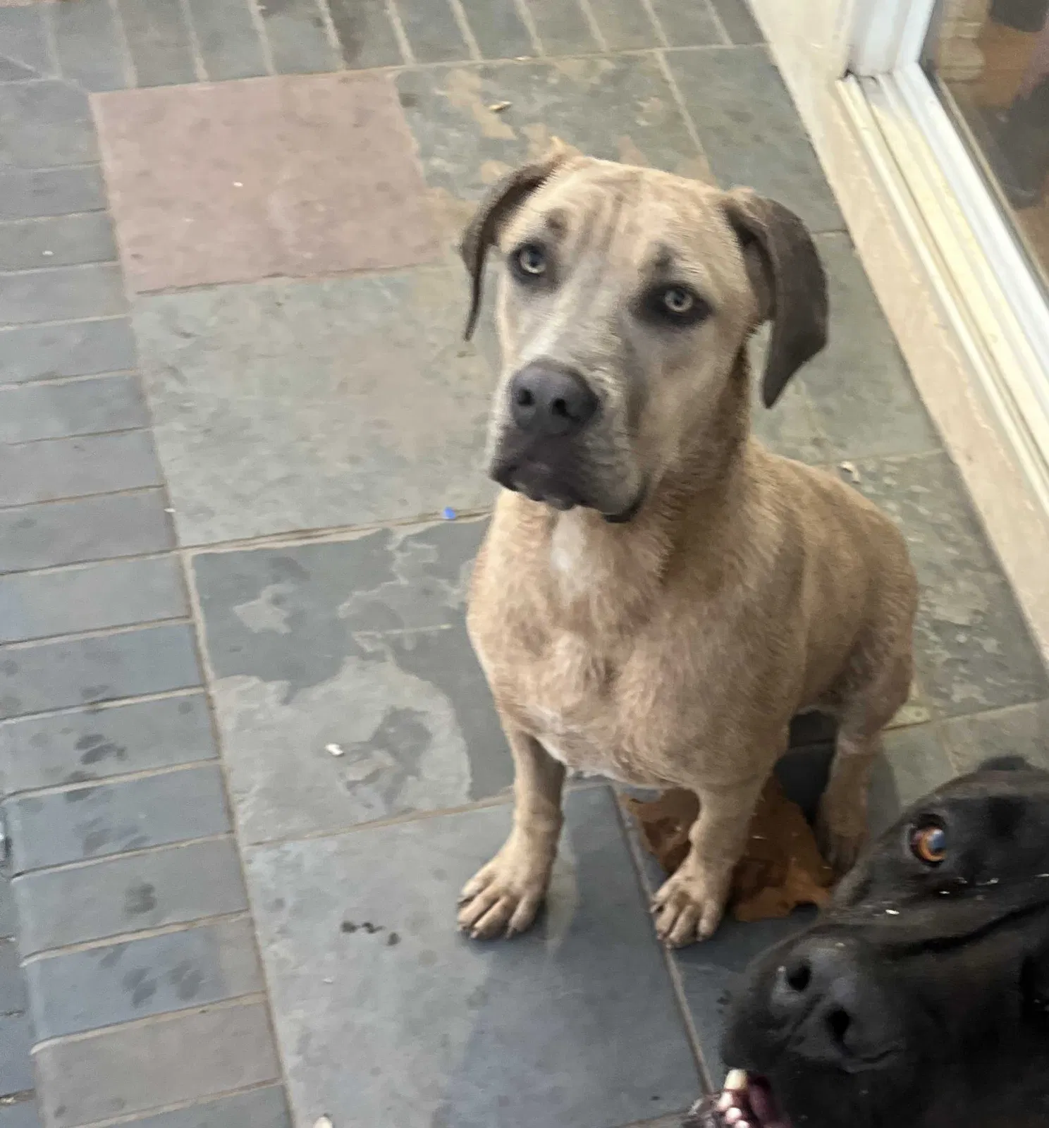 Lost dog in Dulzura, CA, 91917