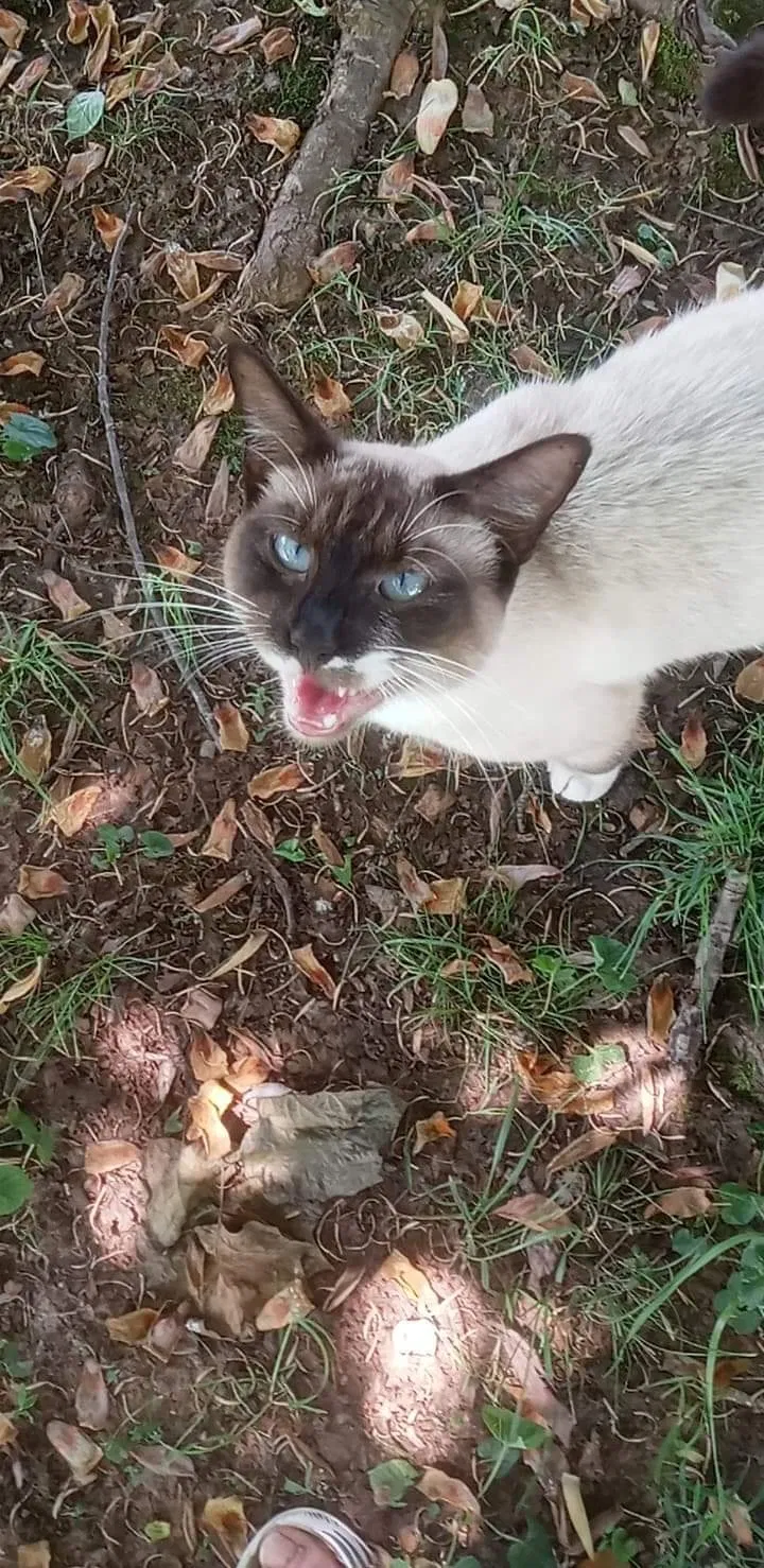 Lost cat in North Wilkesboro, NC, 28659