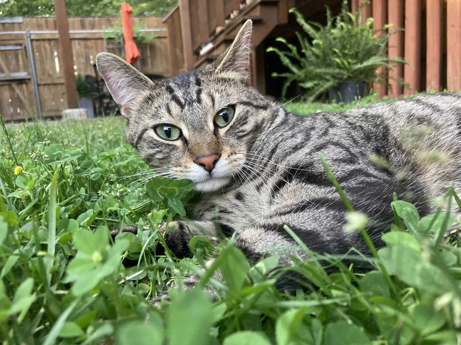Lost cat in Chicago, IL, 60660