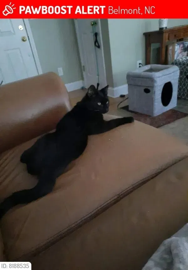 Lost cat in Belmont, NC, 28012
