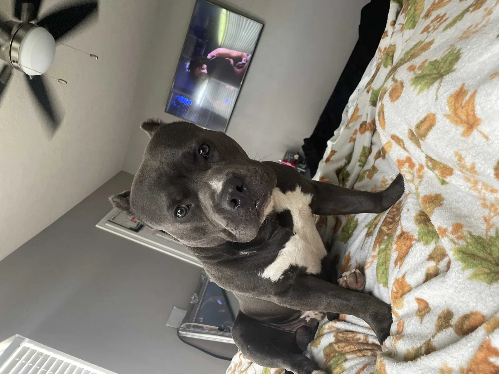 Lost dog in Baytown, TX, 77521