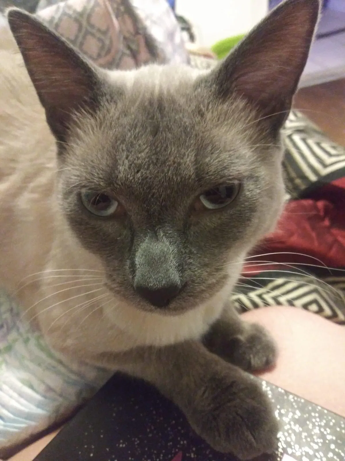 Lost cat in Clearwater, FL, 33756
