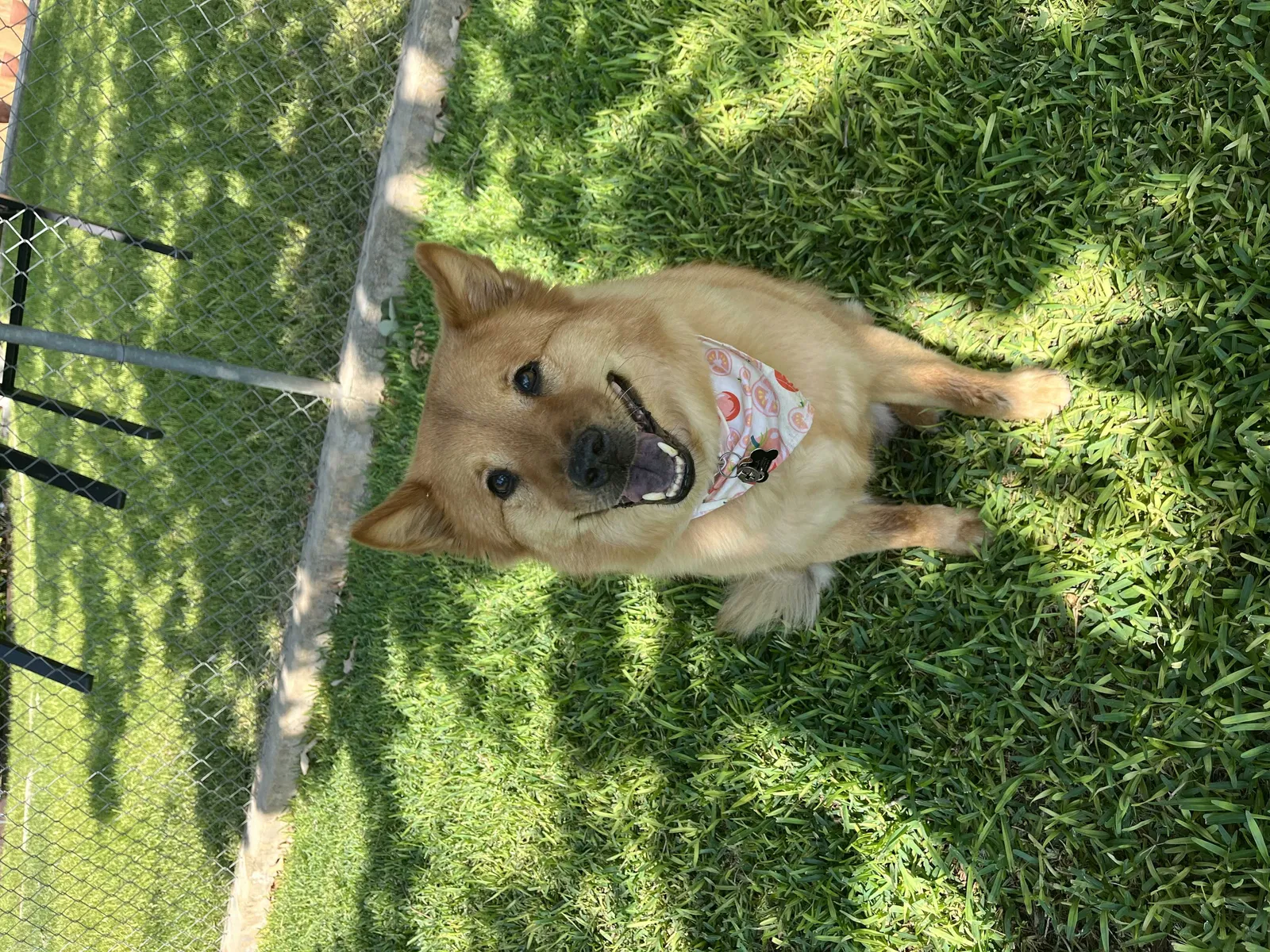 Lost dog in Kyle, TX, 78640