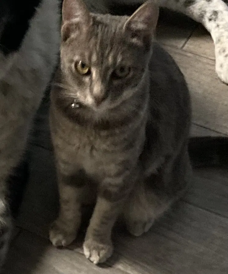 Lost cat in Hudson, FL, 34667