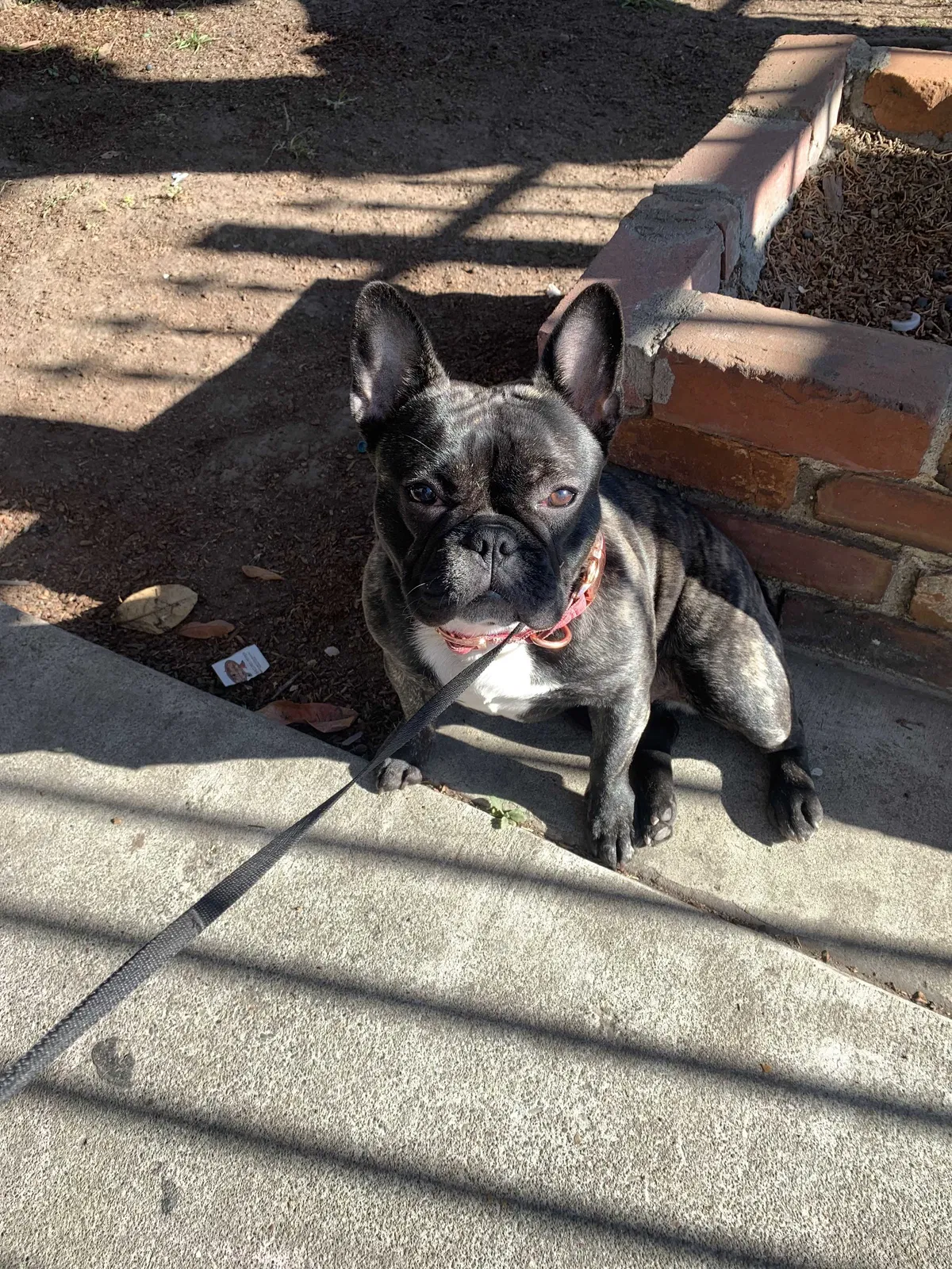 Lost dog in Oakland, CA, 94606