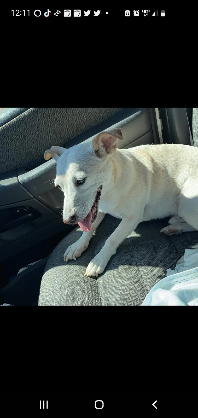 Lost dog in Las Vegas, NV, 89110