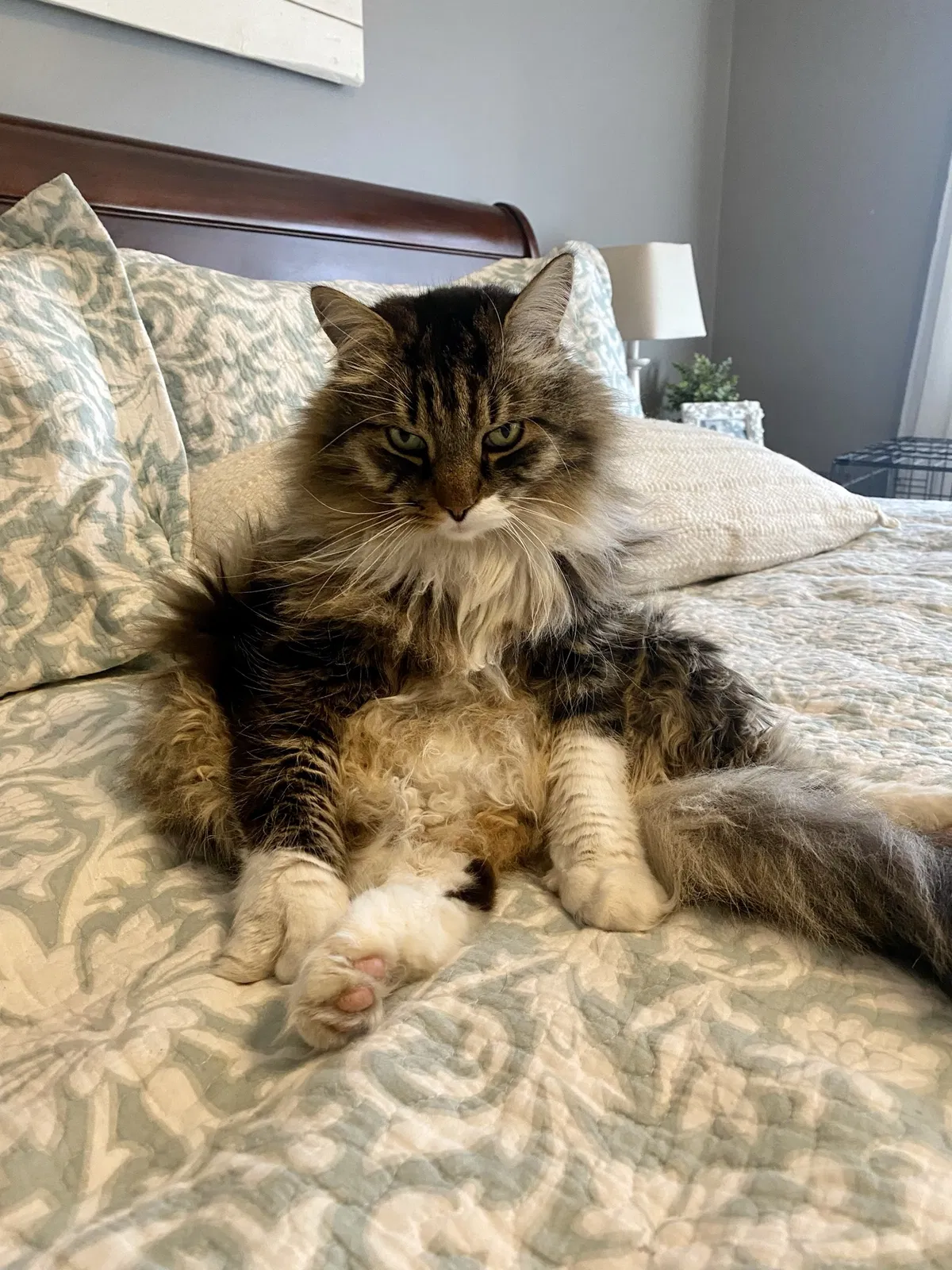 Lost cat in Circle Pines, MN, 55014