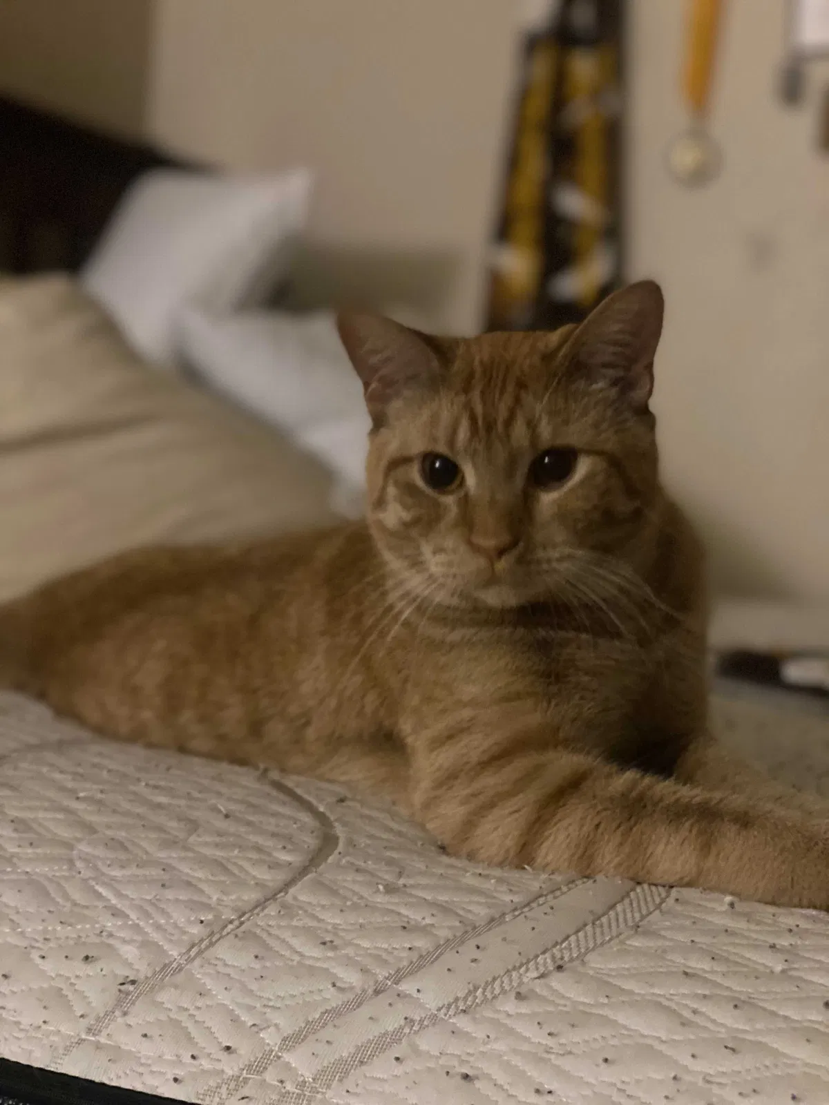 Lost cat in Beaverton, OR, 97006