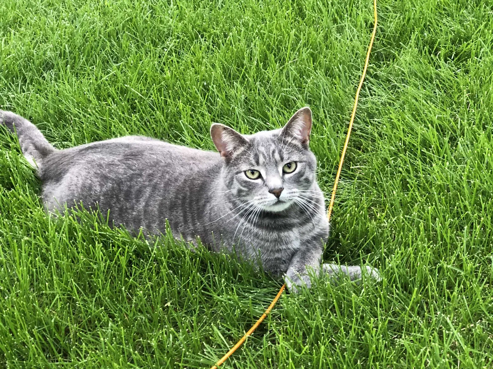 Lost cat in Eden Prairie, MN, 55346