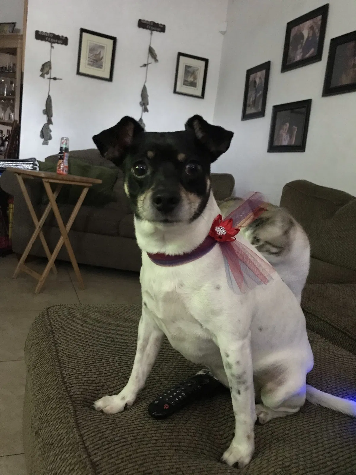 Lost dog in Hialeah, FL, 33013