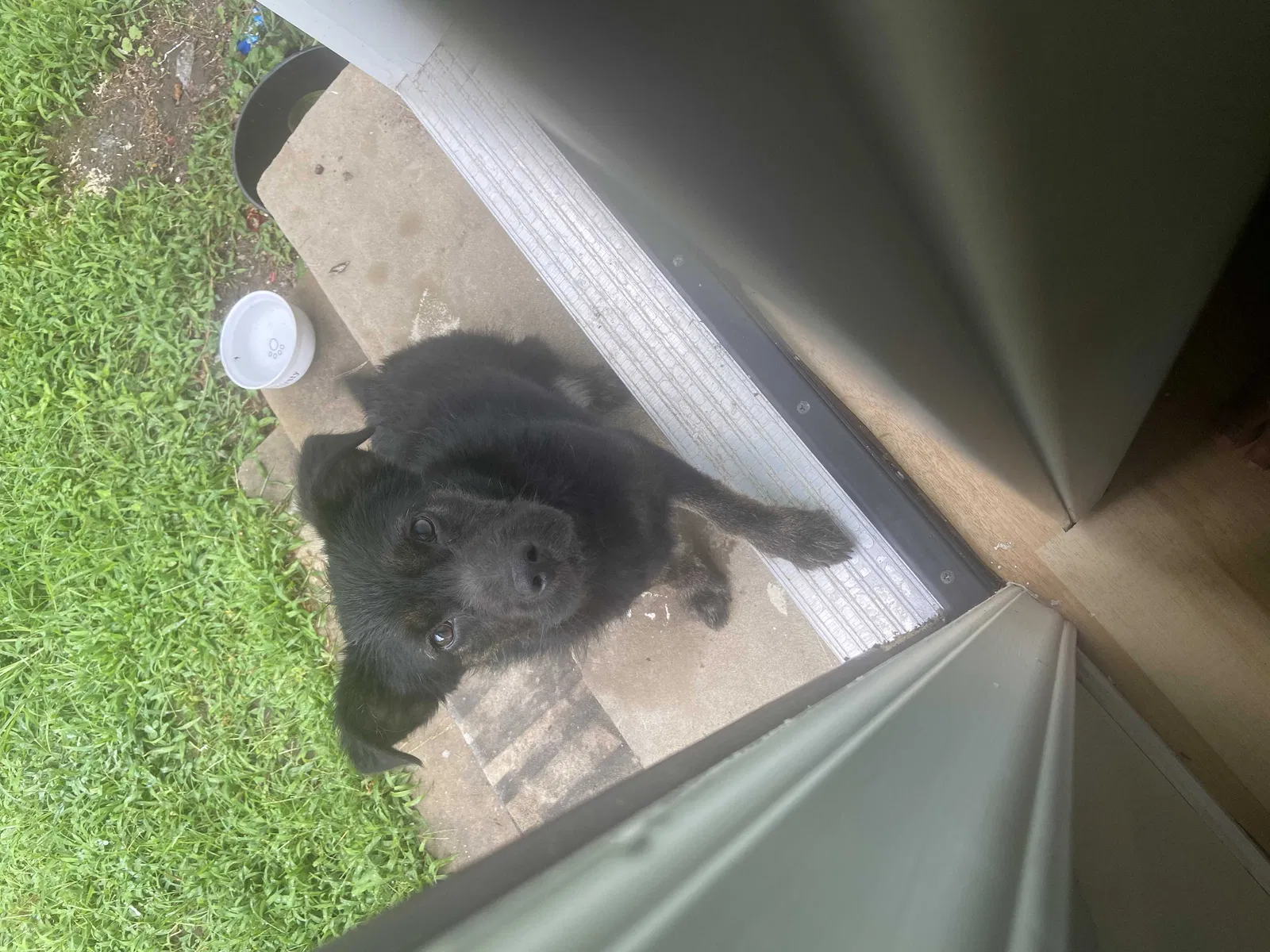 Lost dog in High Point, NC, 27260