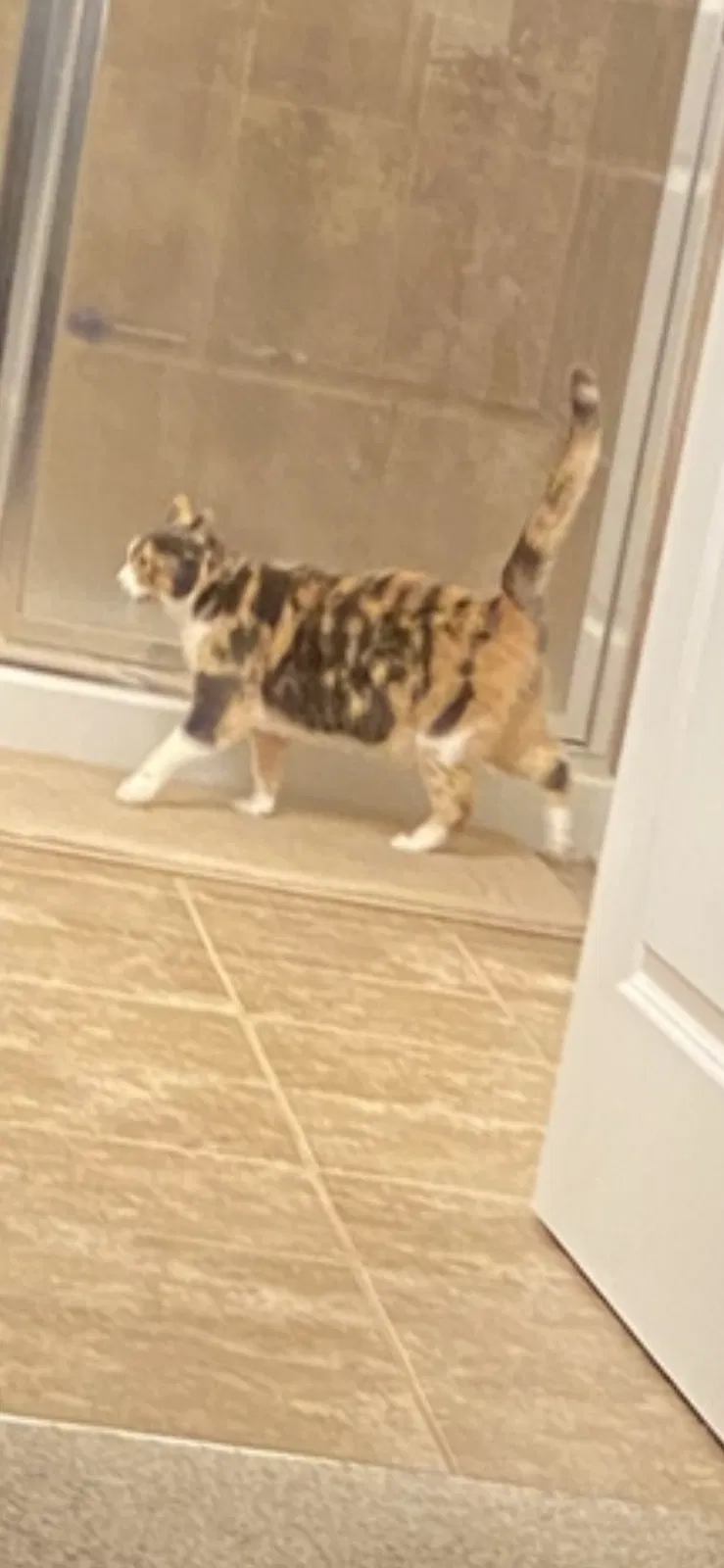 Lost cat in Simpsonville, SC, 29681