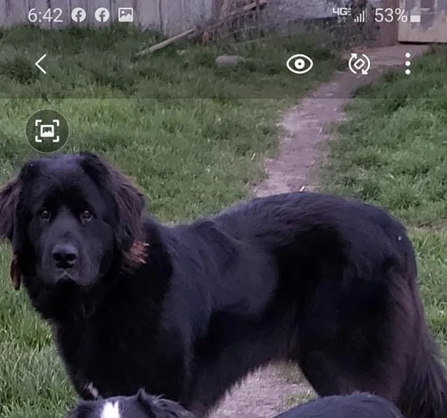 Lost dog in Abilene, TX, 79603