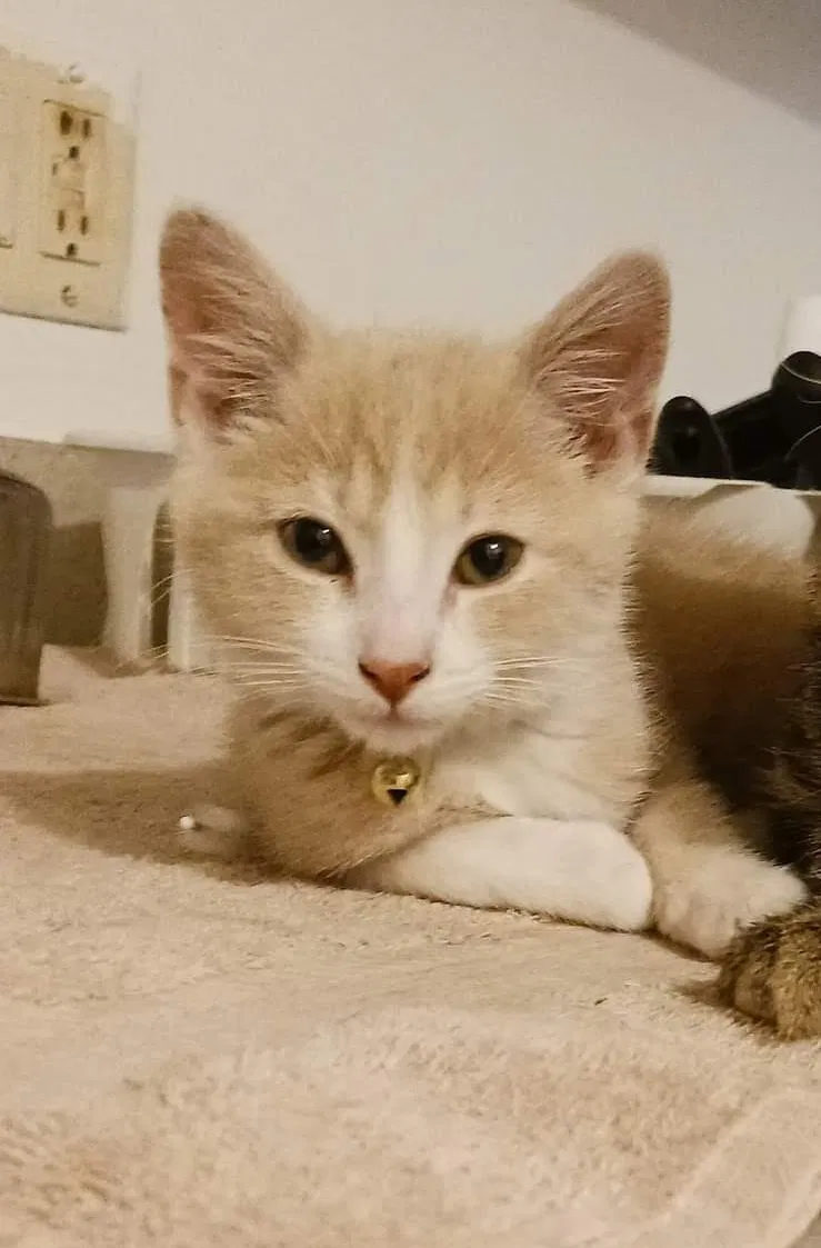 Lost cat in Lorain, OH, 44052